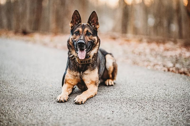 German Shepherd