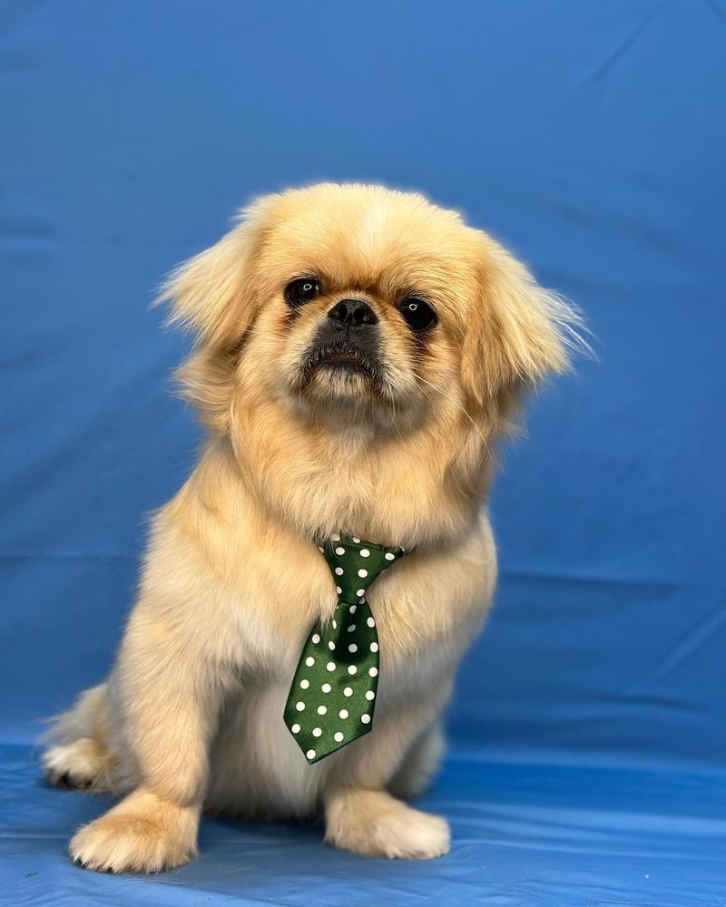Pekingese