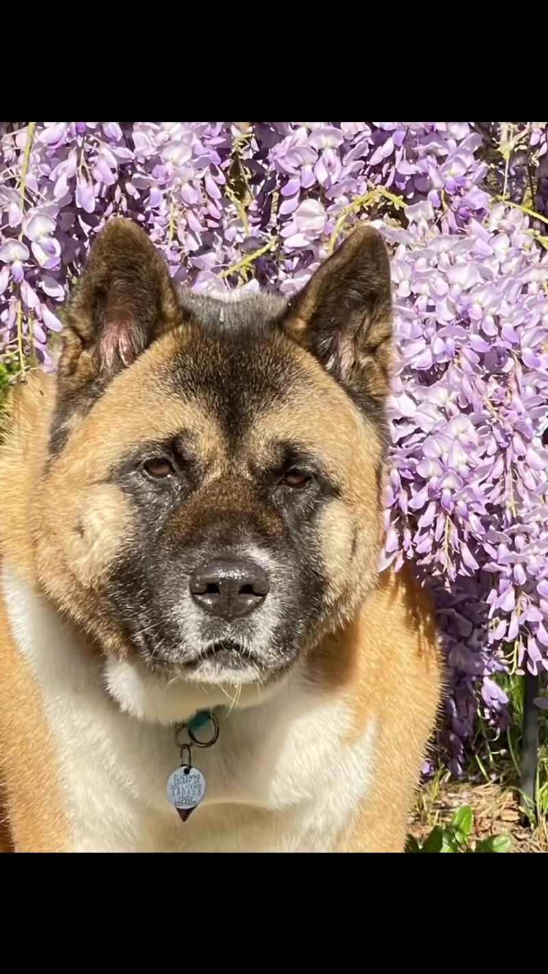Akita