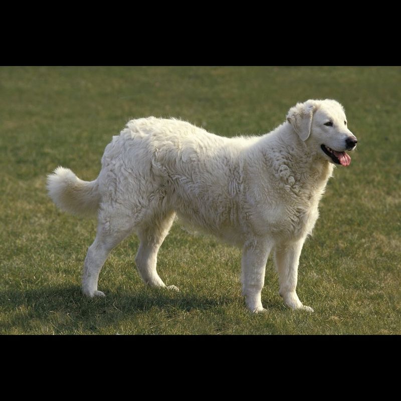 Kuvasz
