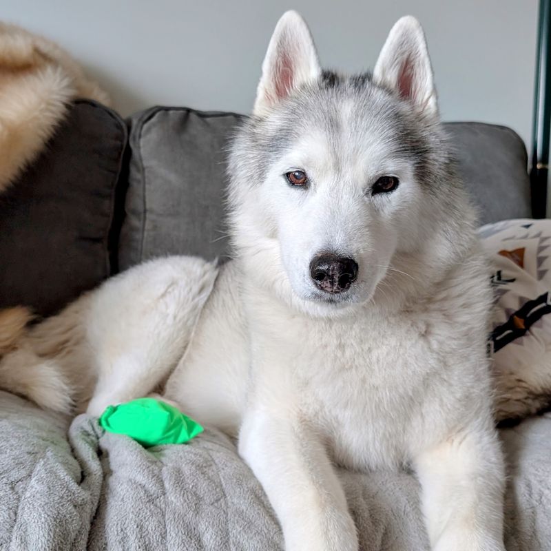 Siberian Husky