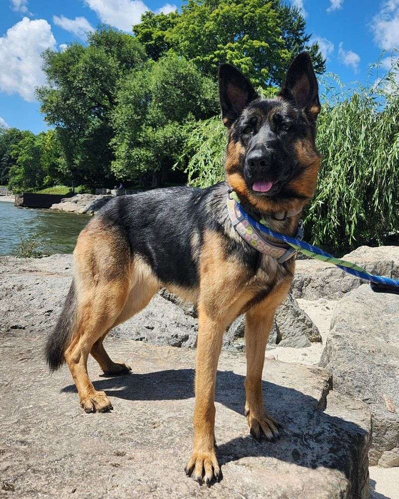 German Shepherd