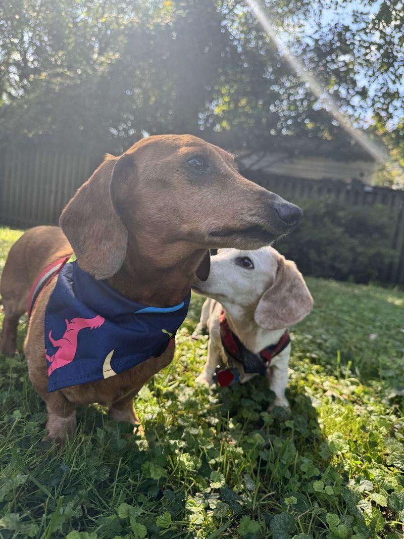 Dachshund