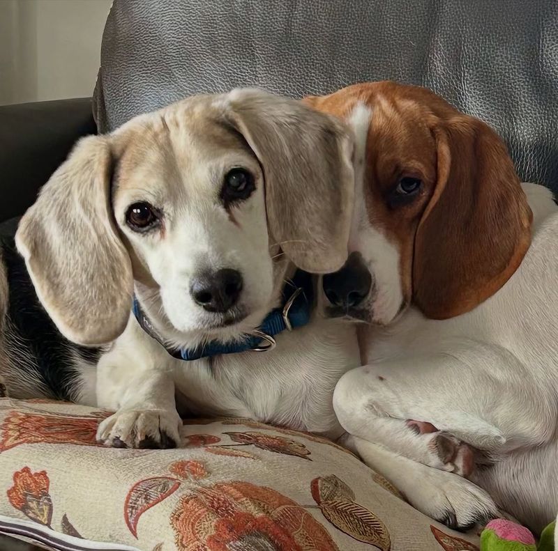 Beagle