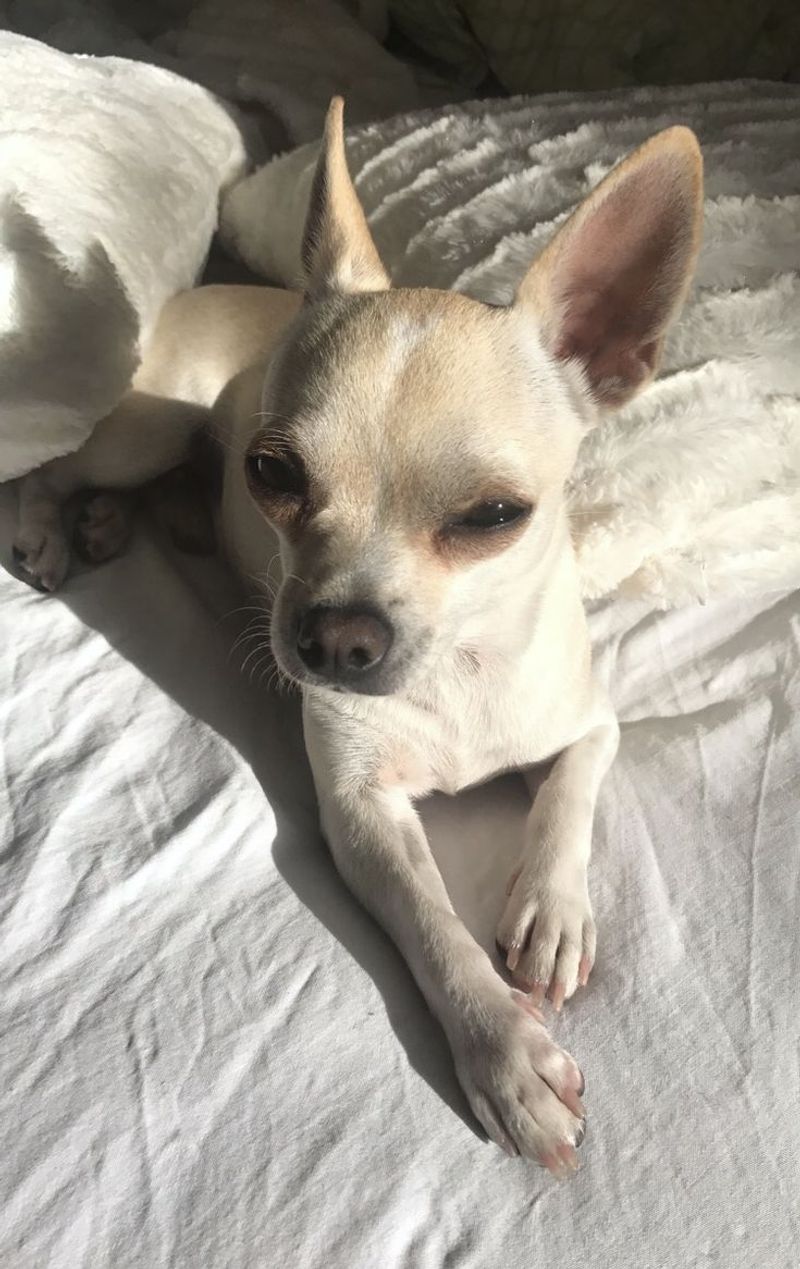 Chihuahua