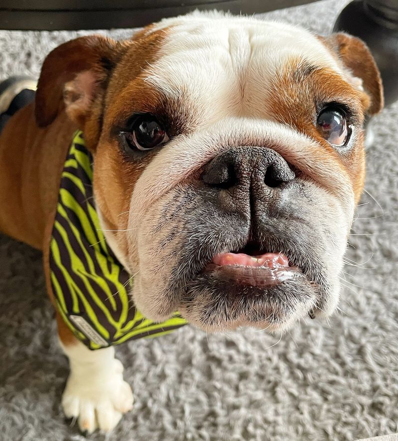 Bulldog