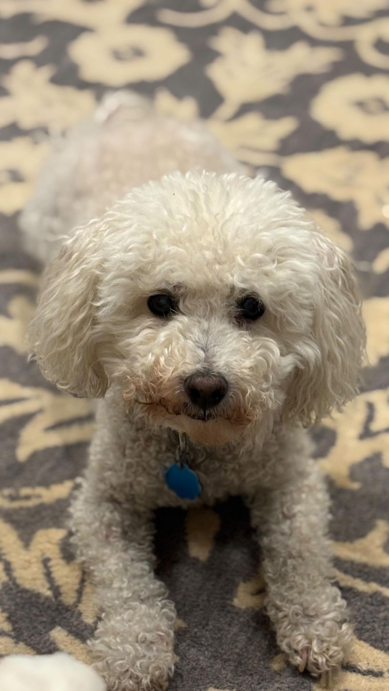 Poodle