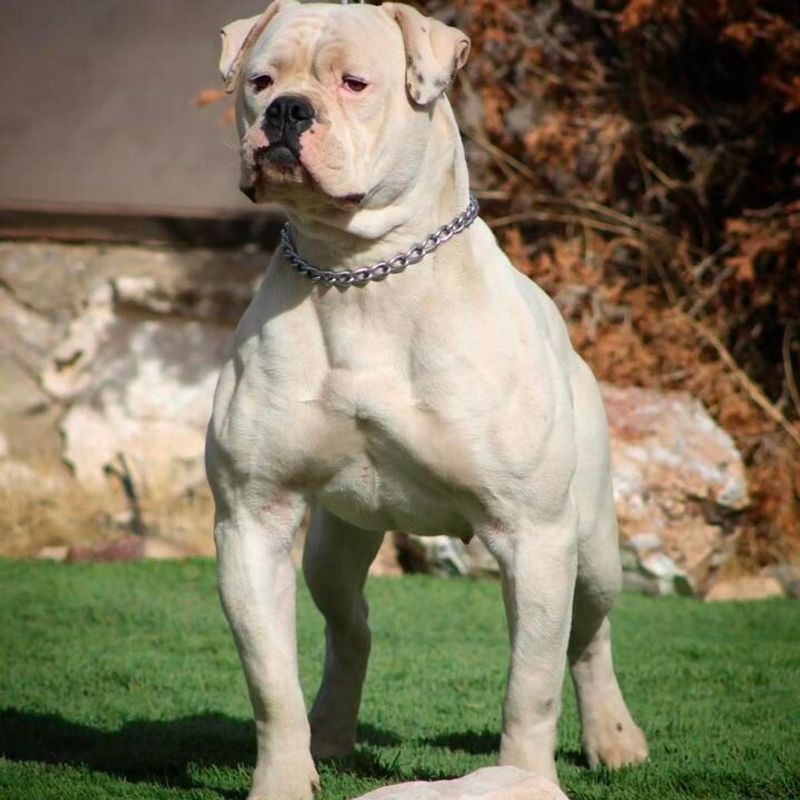 American Bulldog