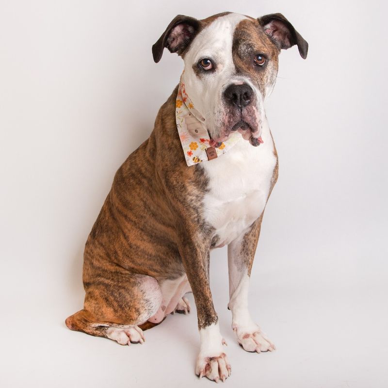 American Bulldog