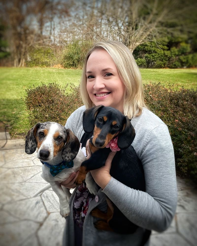 Dachshund