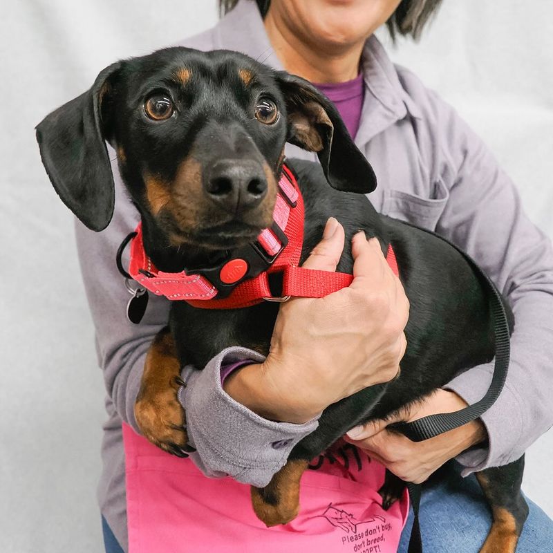 Dachshund