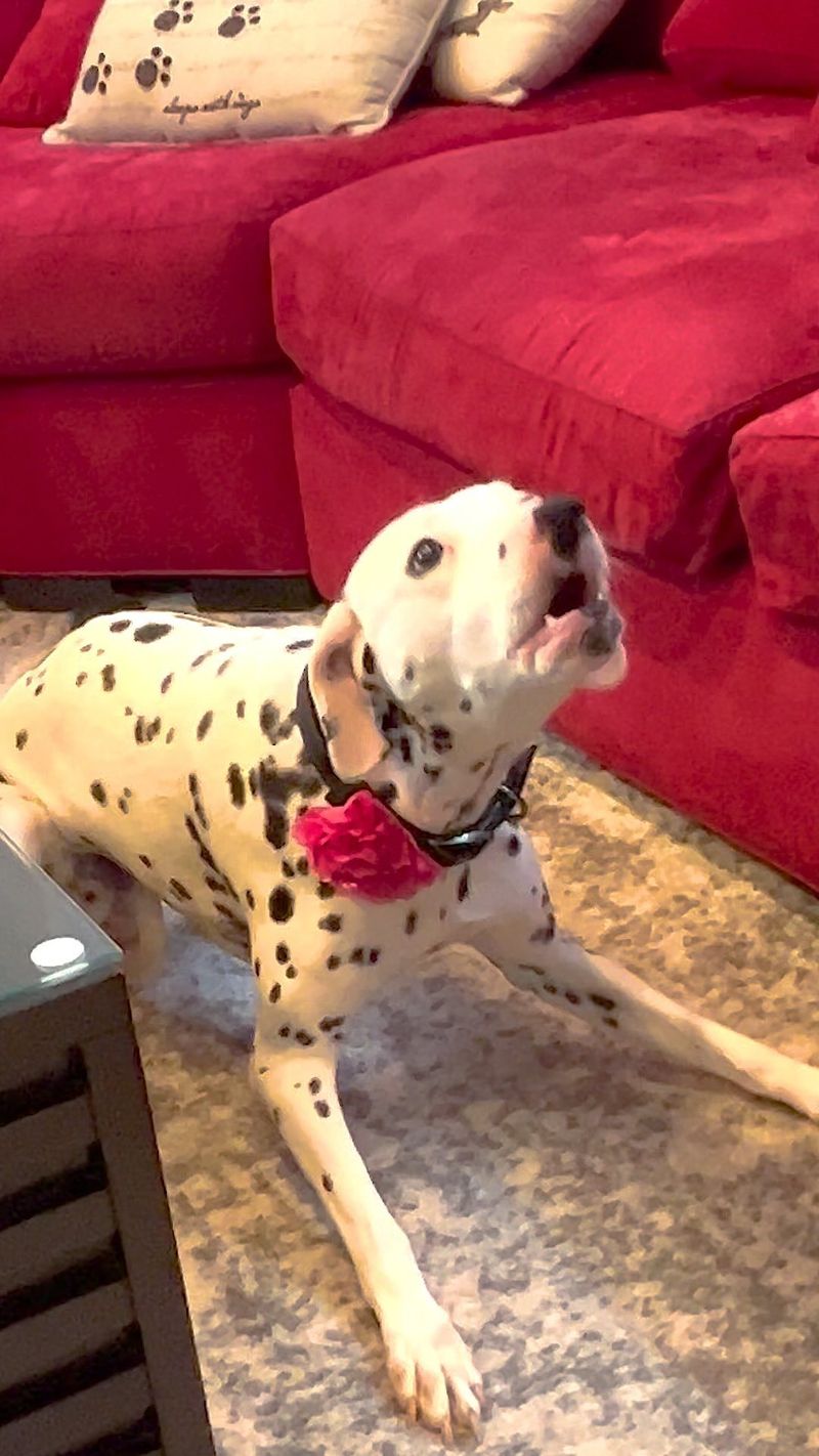 Dalmatian