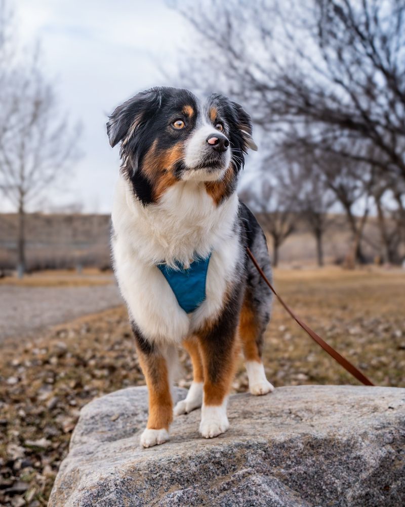 Australian Shepherd