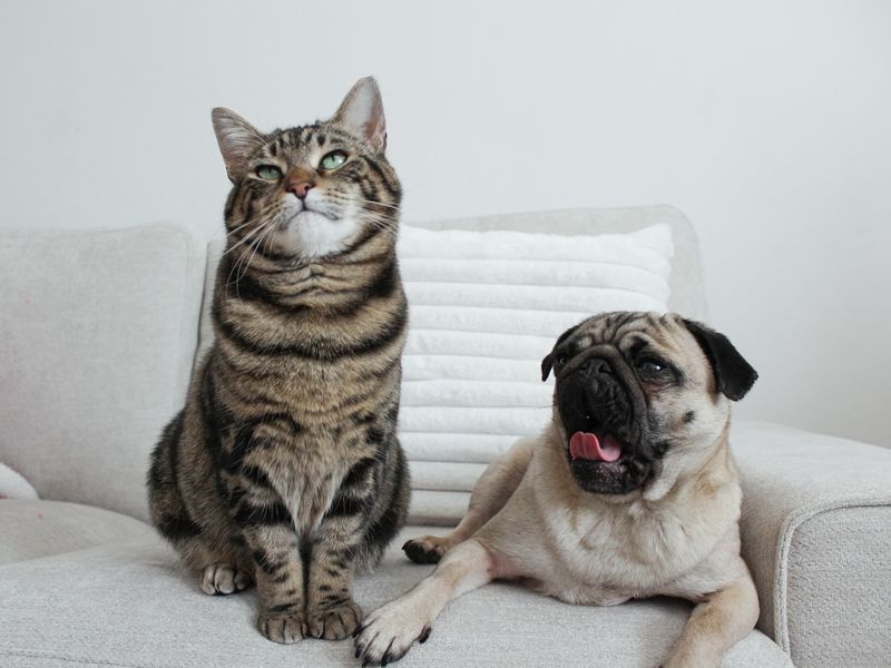 Pug