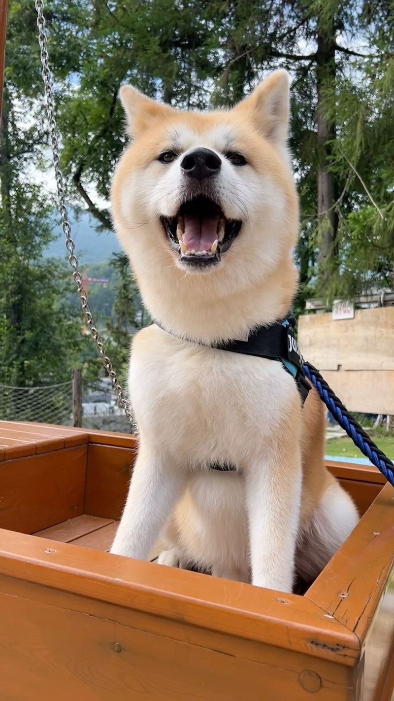 Akita