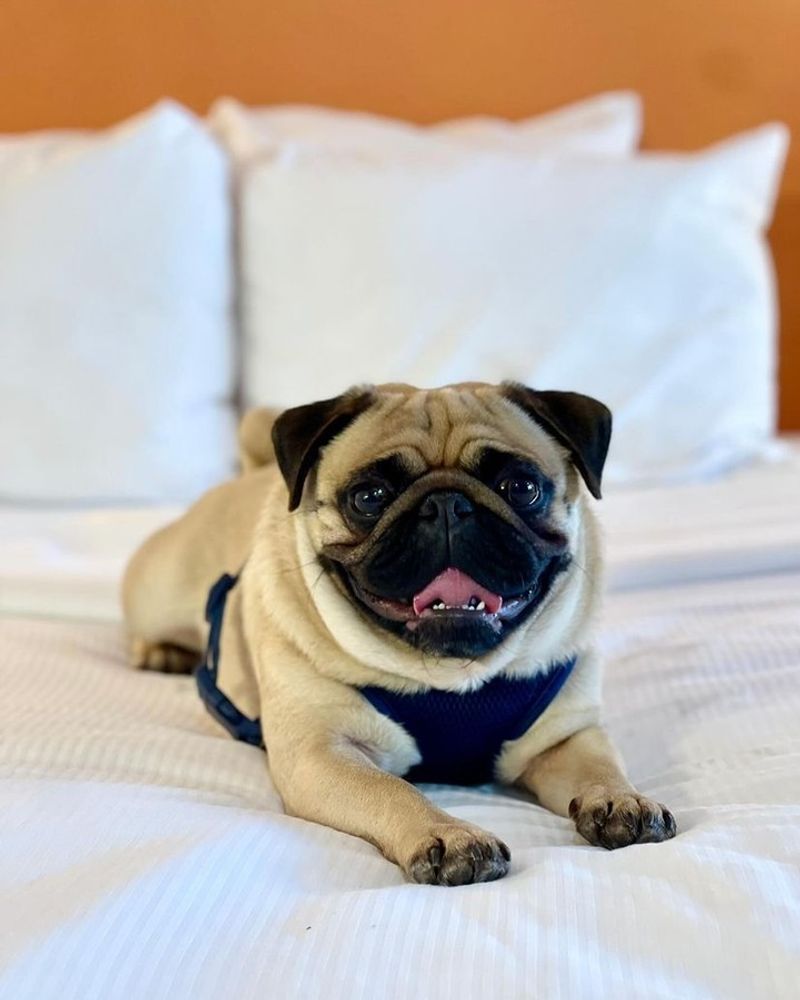 Pug