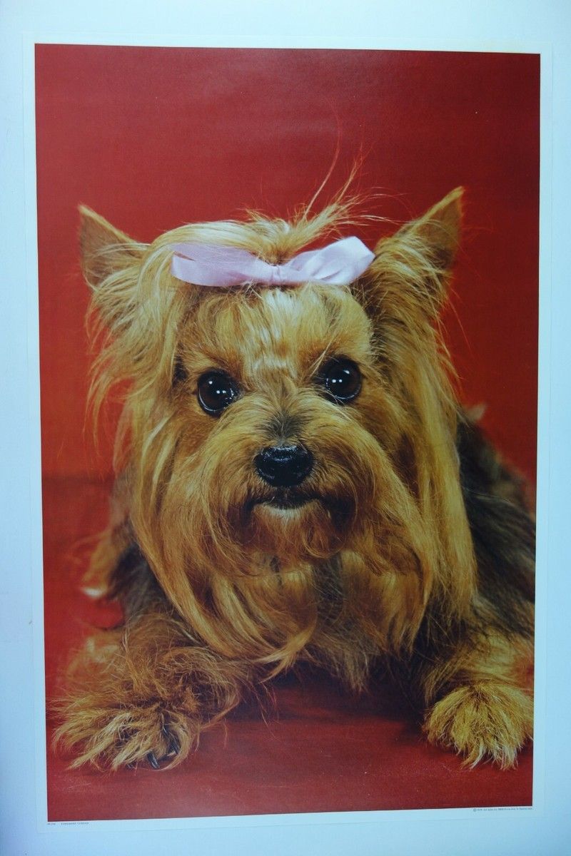 Yorkshire Terrier