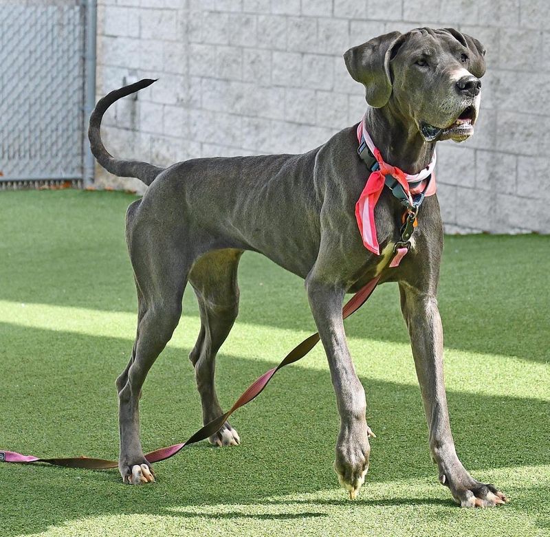 Great Dane