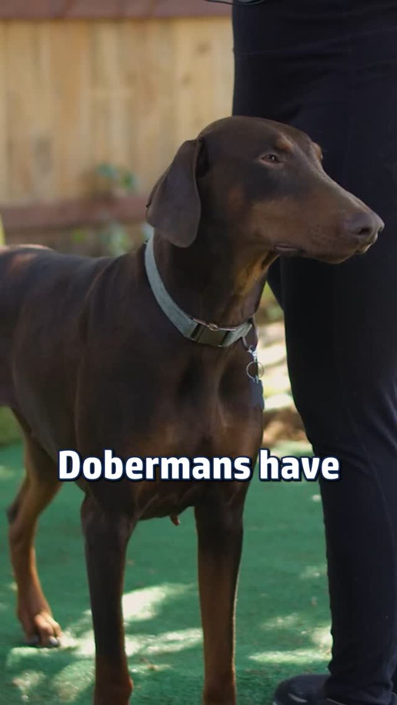Doberman Pinscher