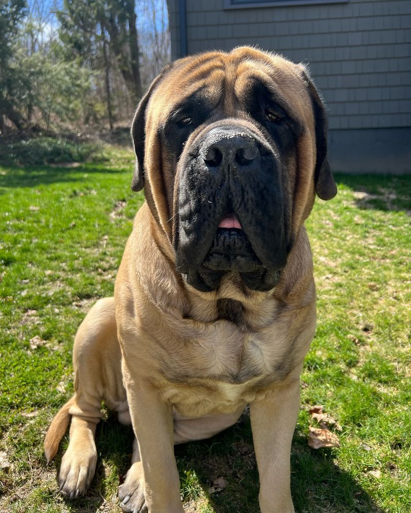 Mastiff