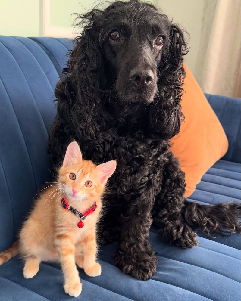 Cocker Spaniel