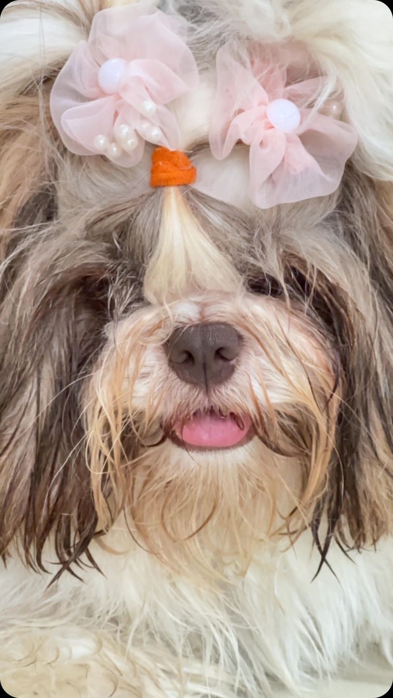 Shih Tzu