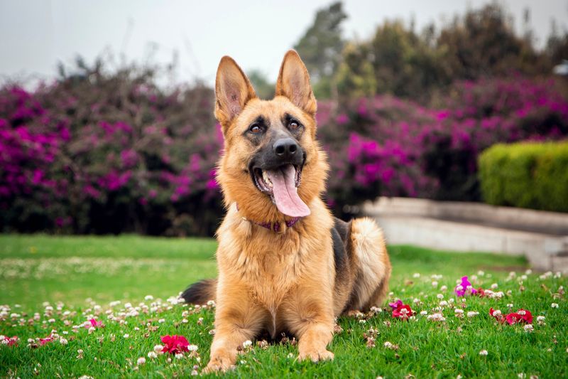 German Shepherd