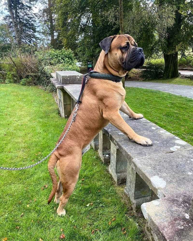 Bullmastiff