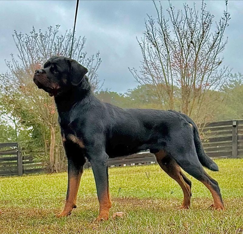 Rottweiler