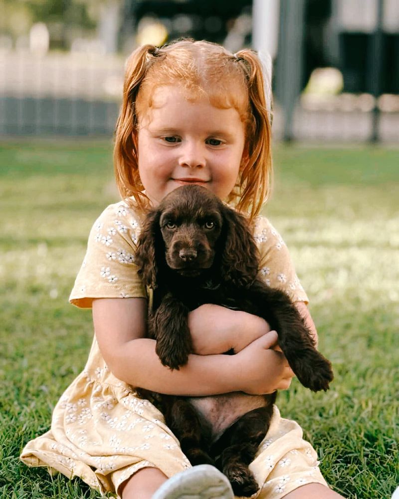 Cocker Spaniel