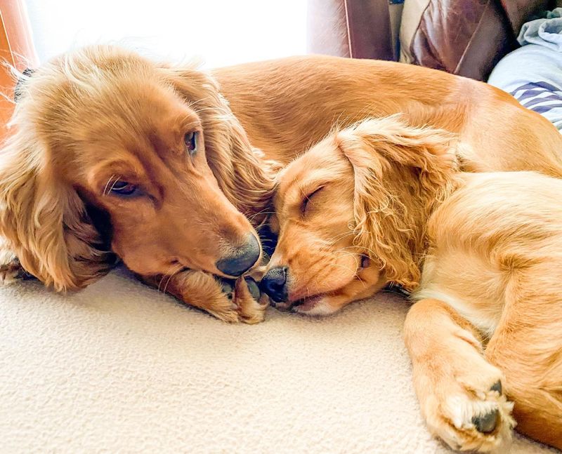 Cocker Spaniel