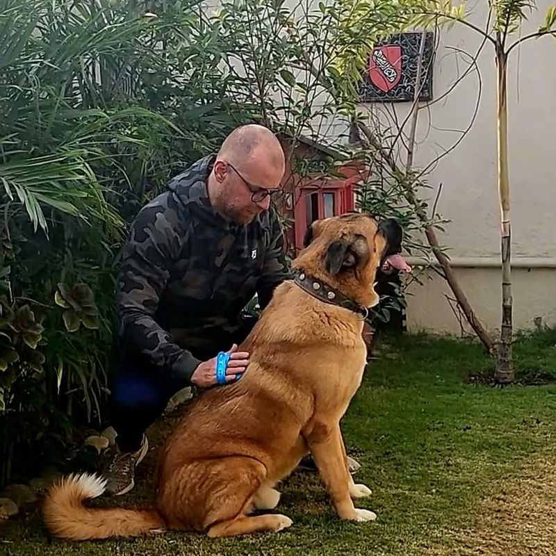 Akita