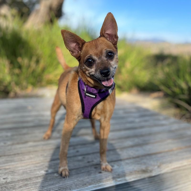 Chihuahua