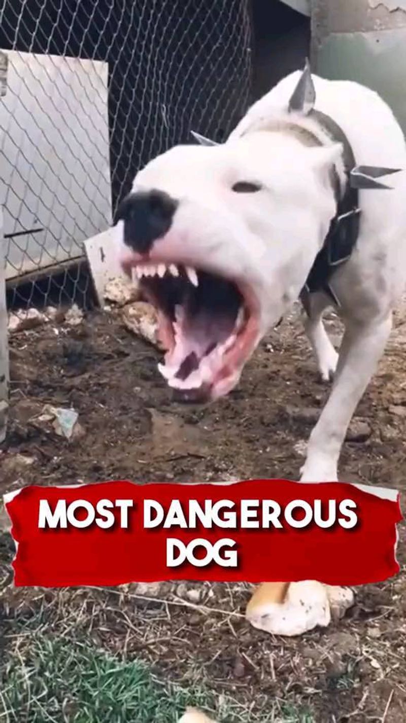 Dogo Argentino