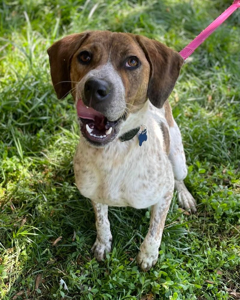 Beagle