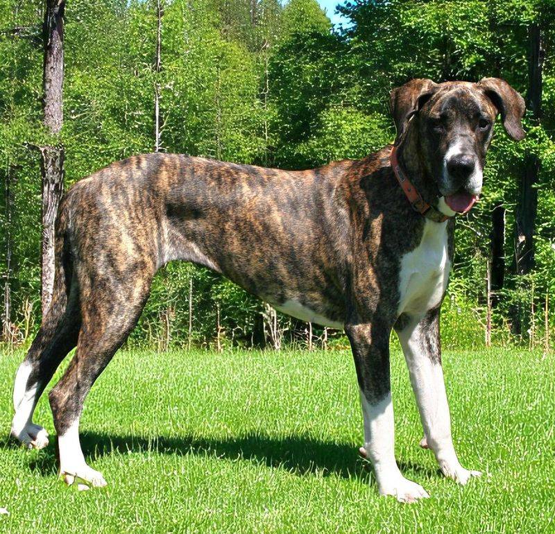 Great Dane
