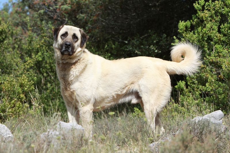Anatolian Shepherd