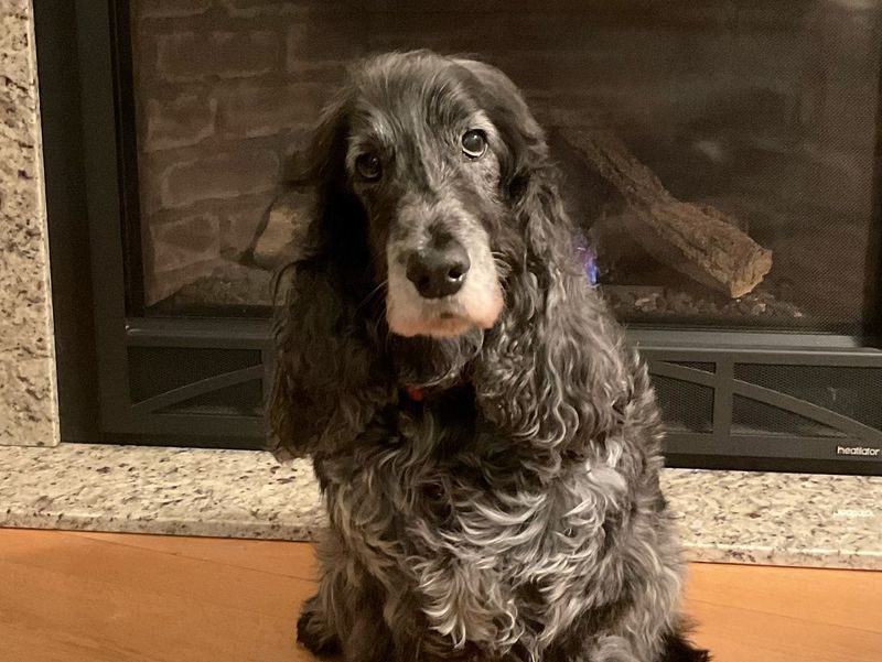 Cocker Spaniel