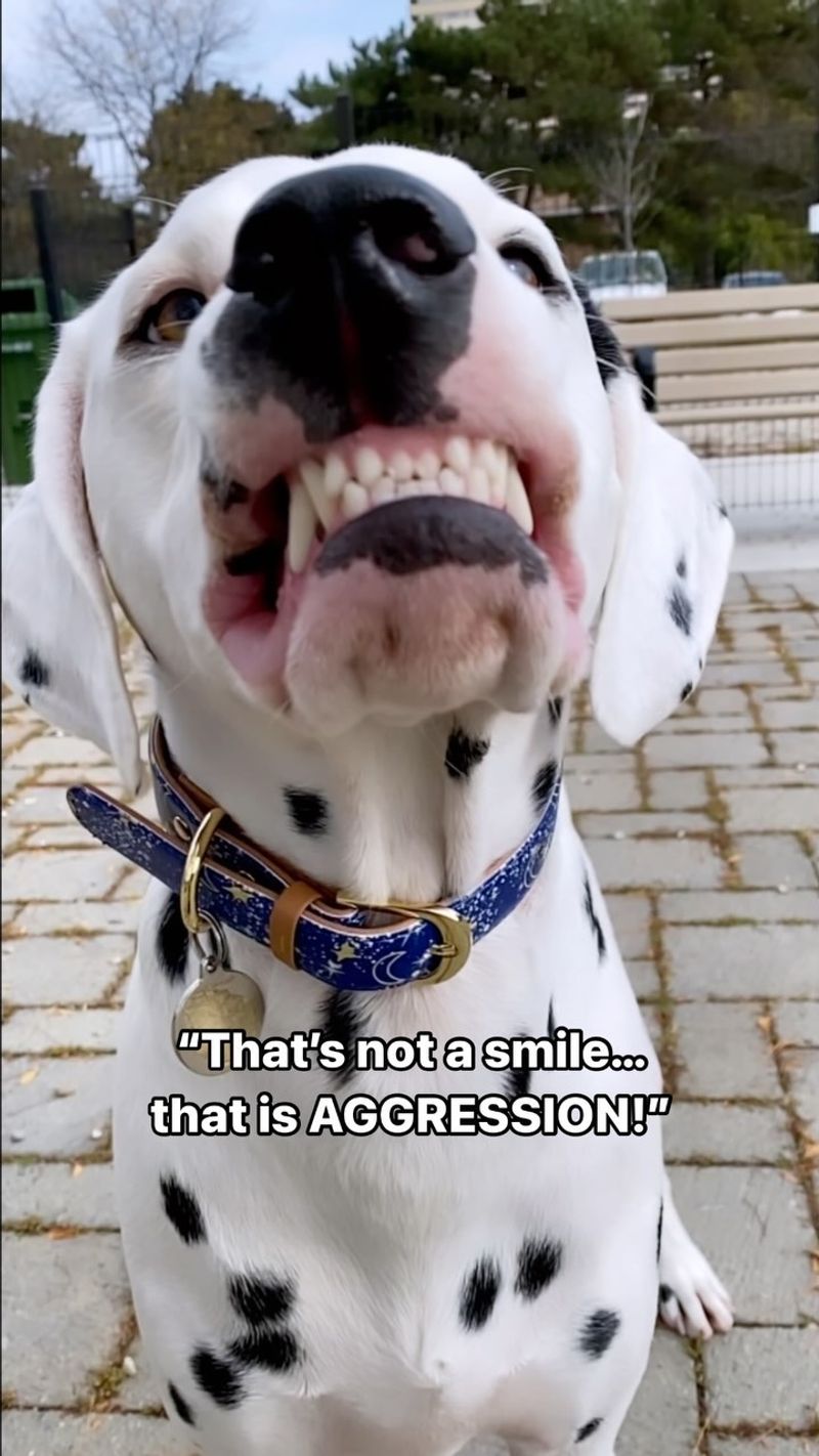 Dalmatian