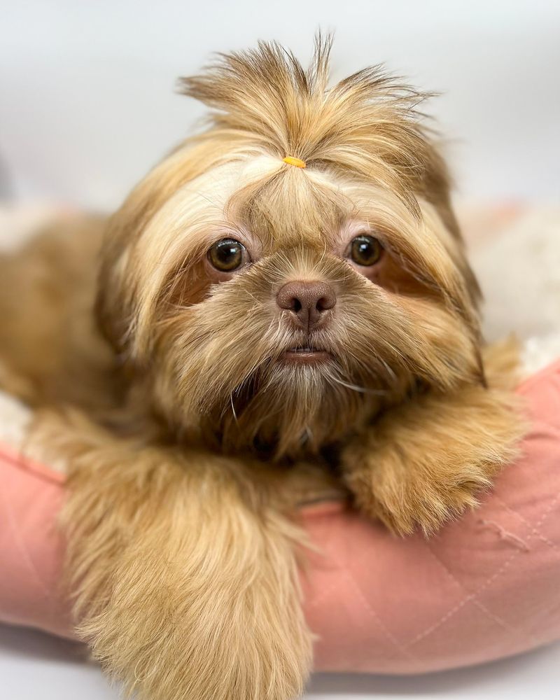 Shih Tzu