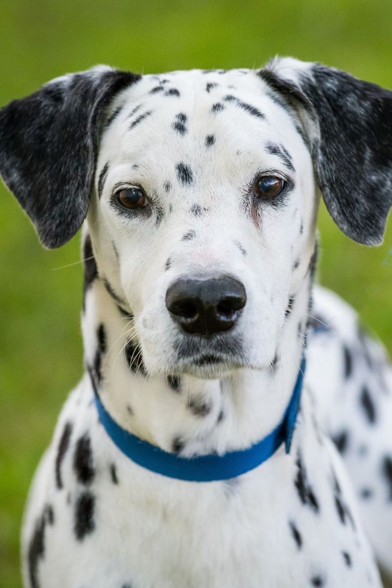 Dalmatian