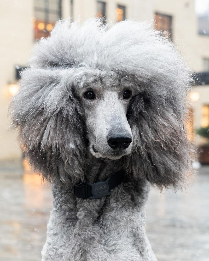 Poodle