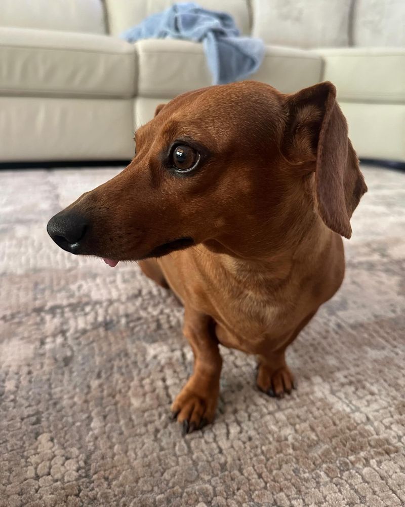 Dachshund