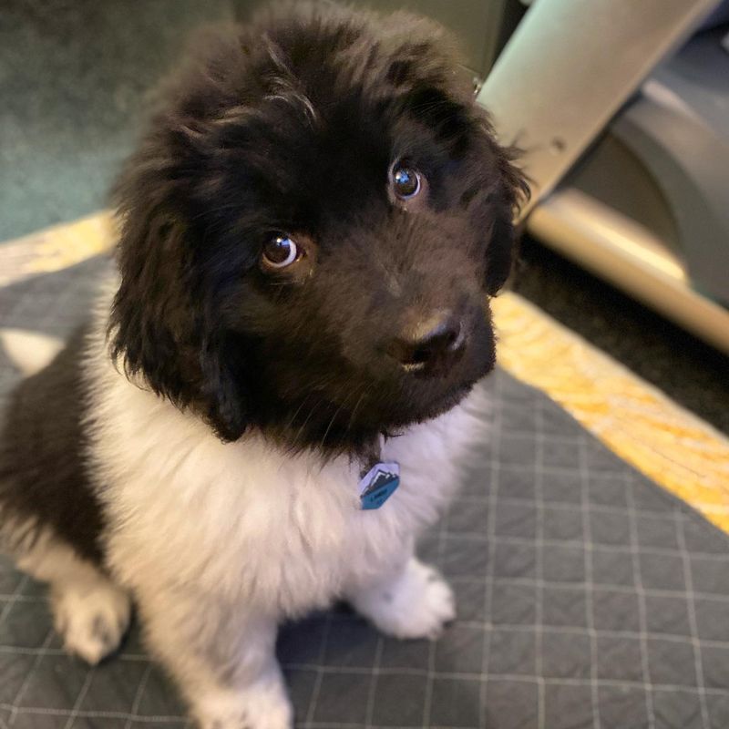 Newfoundland