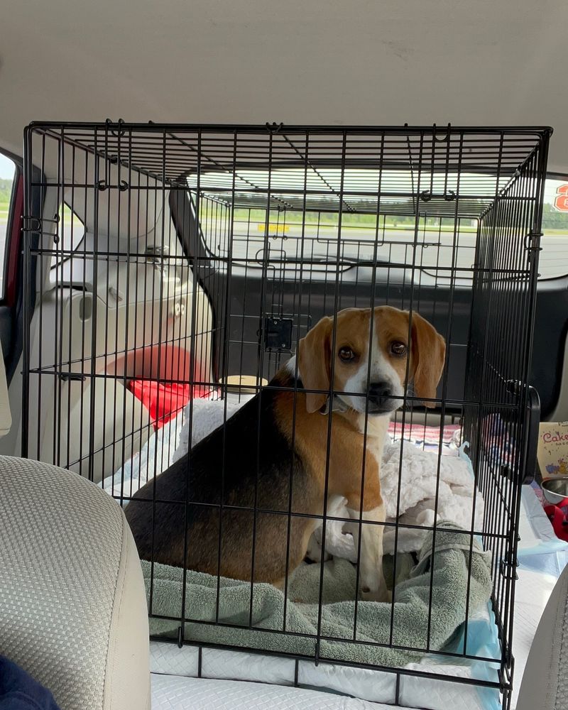 Beagle