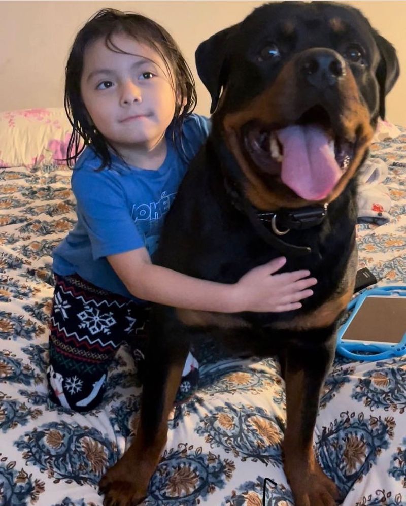 Rottweiler