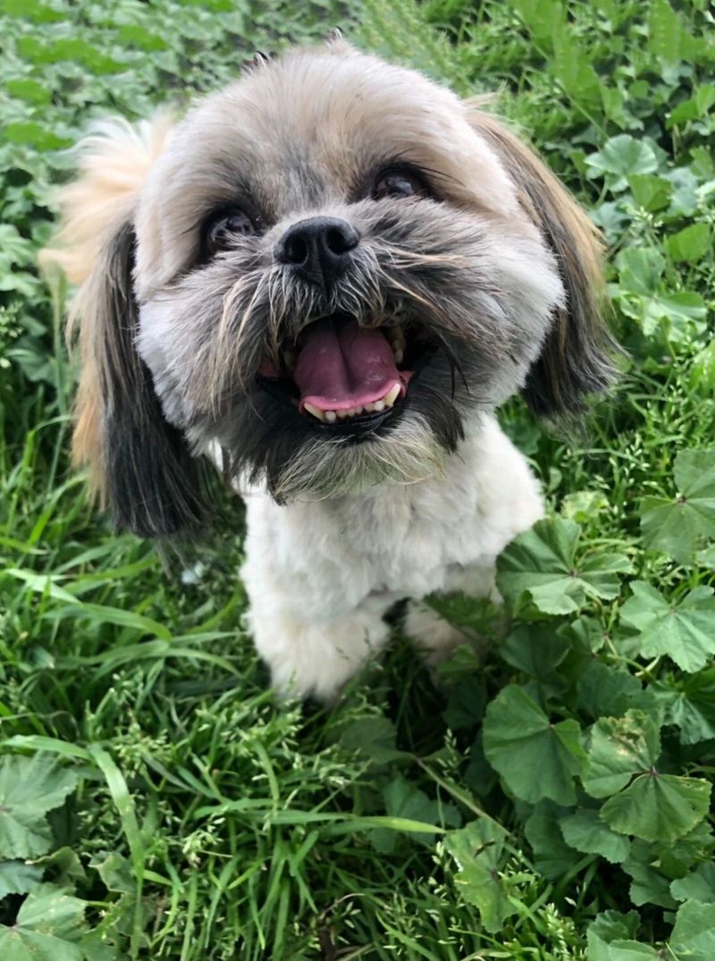 Shih Tzu
