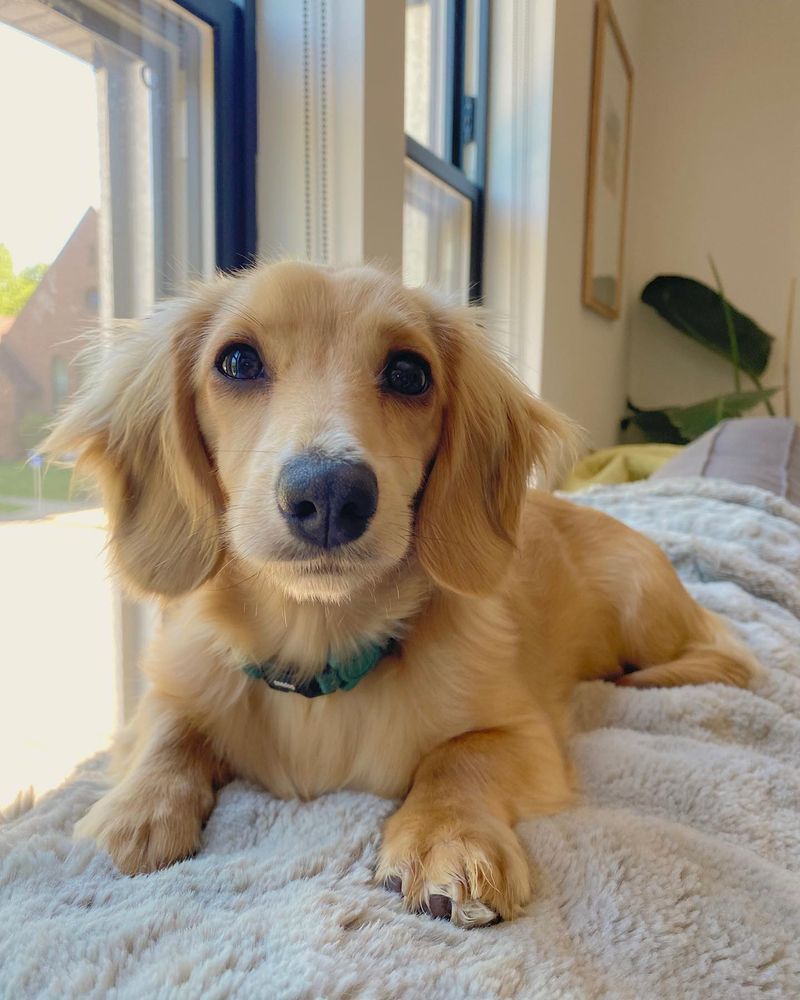 Dachshund