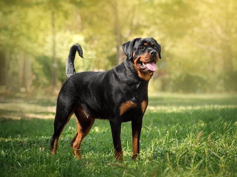 Rottweiler