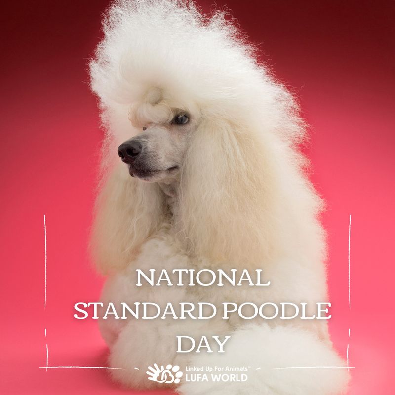 Poodle